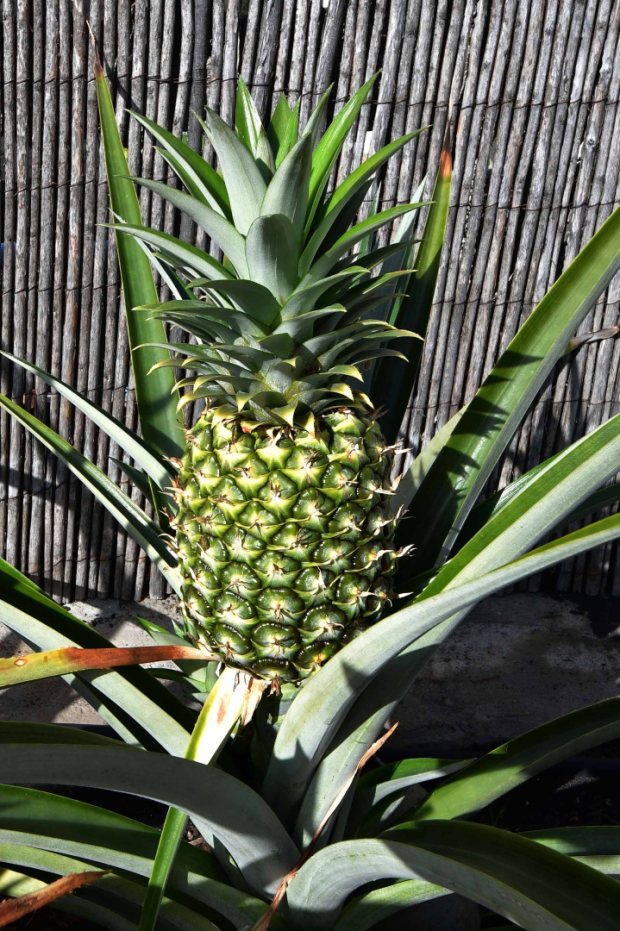 Hier werden sogar Ananas reif