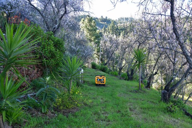 Bei solcher Bl�tenpracht ist sogar ein Generator sch�n