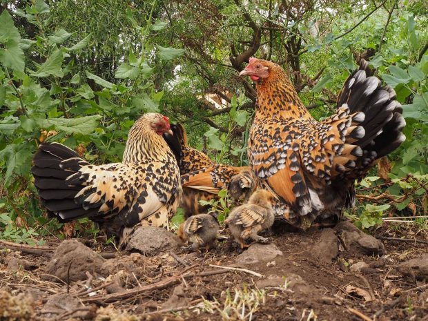 Gl�ckliche H�hner