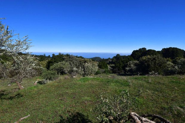 Weide mit Tagasaste bepflanzt, unverbaubarer Meerblick
