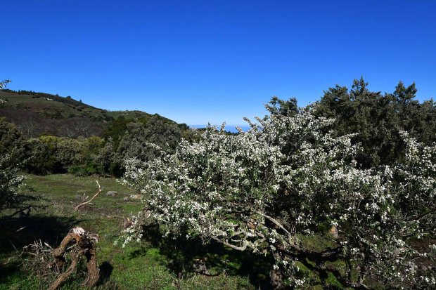 Weide mit Tagasaste bepflanzt, unverbaubarer Meerblick