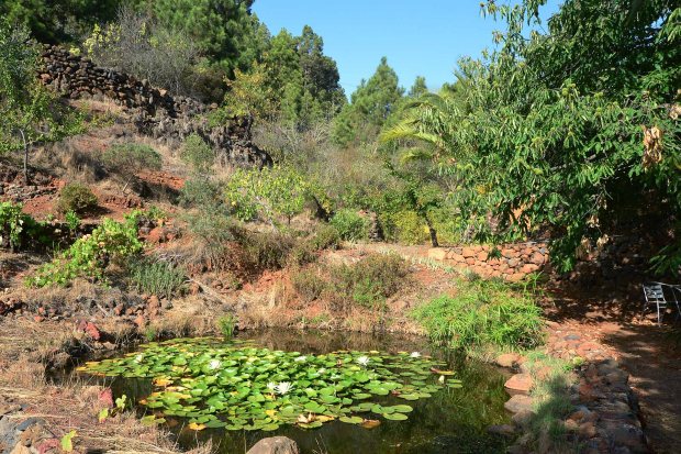 Gartenteich mit Seerosen