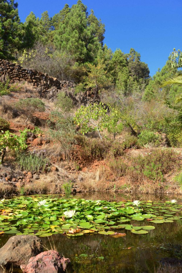 Gartenteich mit Seerosen