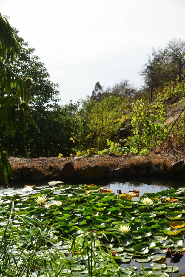 Gartenteich mit Seerosen