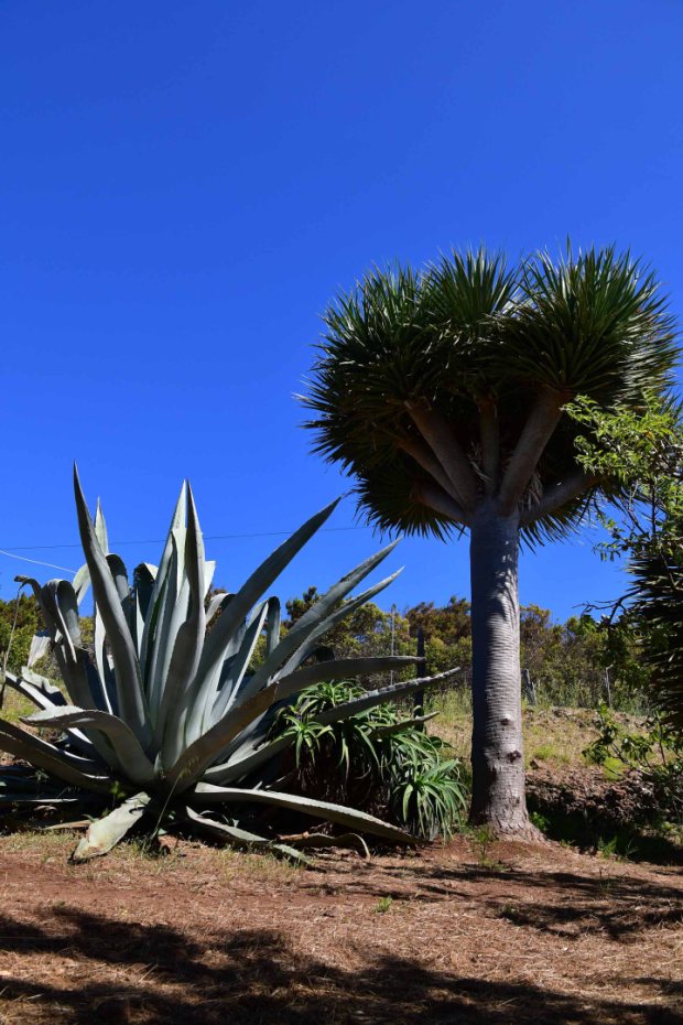 Drachenbaum, Agave