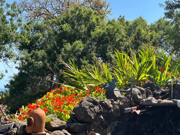 Gartenidyll mit Drachenb�umen und Atlantik