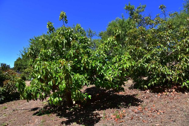 Avocadob�ume