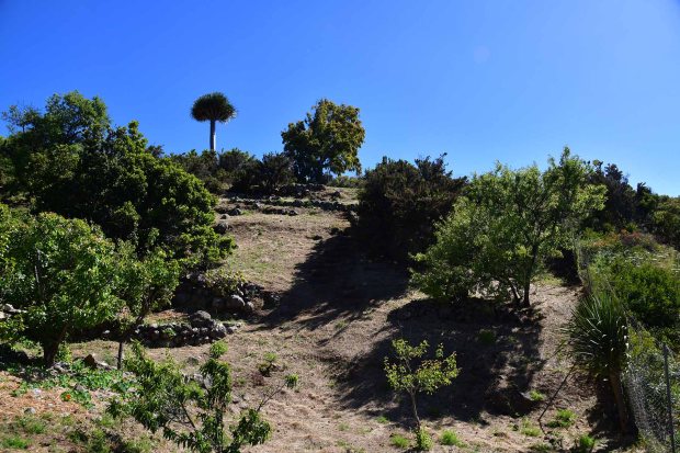 Avocado- und Mandelb�ume