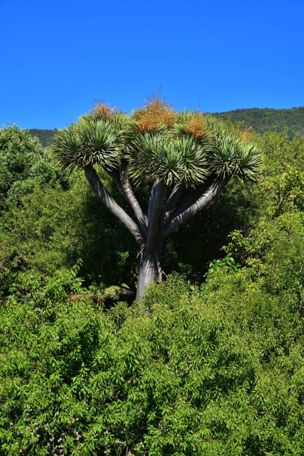 Drachenbaum