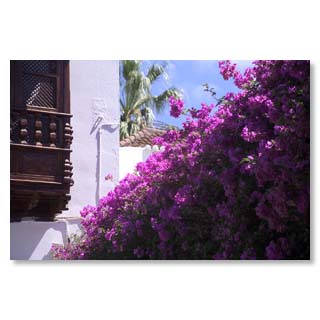 Khlen Schatten spendet diese Pergola aus Bougainville dem Gast neben der Kirche an der Plaza de Espaa 