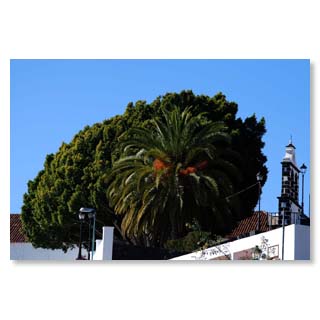 Schon von Weitem sieht der Besucher den majesttischen Lorbeerbaum, der auch der Plaza von Tijarafe angenehm khlen Schatten spendet.