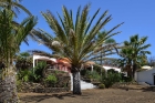 Garten, alter Baum- und Palmenbestand