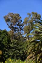 Eukalyptus-Riesen