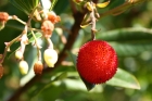 Arbutus Unedo
