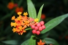 Asclepias Curassavica