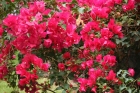 Bougainvillea Spectabilis rot