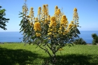 Cassia Alata