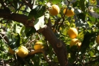 Citrus Limon