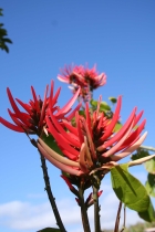 Erythrinia Rubrinervia