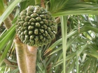 Pandanus Utilis