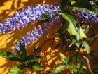 Petrea Volubilis