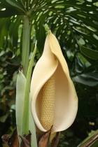 Philodendron Bipinnatifidum