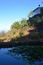 Teich