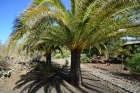 Groer Palmenbestand