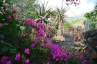 Schn eingewachsener Garten