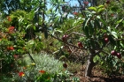 Obstbume