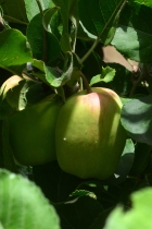 Apfelbaum, fast ganzjhrig frische pfel