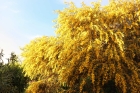 Alter Mimosenbaum