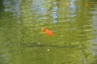 Schwimmteich