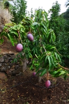 Mangos