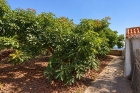 Obere Nutzgartenterrasse, Avokadoanbau
