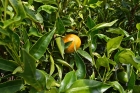 Mandarinenanbau