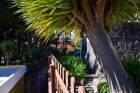 Drachenbaum, Wassertank f�r Gartenbew�sserung
