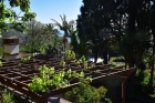 Weinpergola