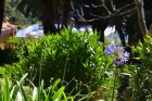 Sehr sch�n angelegter Garten
