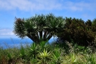 Drachenb�ume, Yuccas, Baumheide und Atlantik