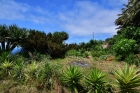 Drachenb�ume, Yuccas, Baumheide und Atlantik