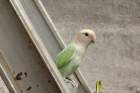 Vogelvoliere