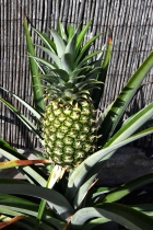 Hier werden sogar Ananas reif