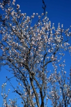 Traumhafte Mandelbl�te