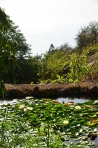 Gartenteich mit Seerosen