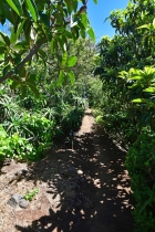 Sch�n angelegter und eingewachsener Garten