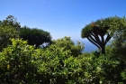 Gartenidyll mit Drachenb�umen und Atlantik