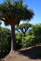 Sch�n angelegter und eingewachsener Garten