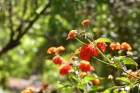 Sch�n angelegter und eingewachsener Garten