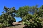 Avocadob�ume